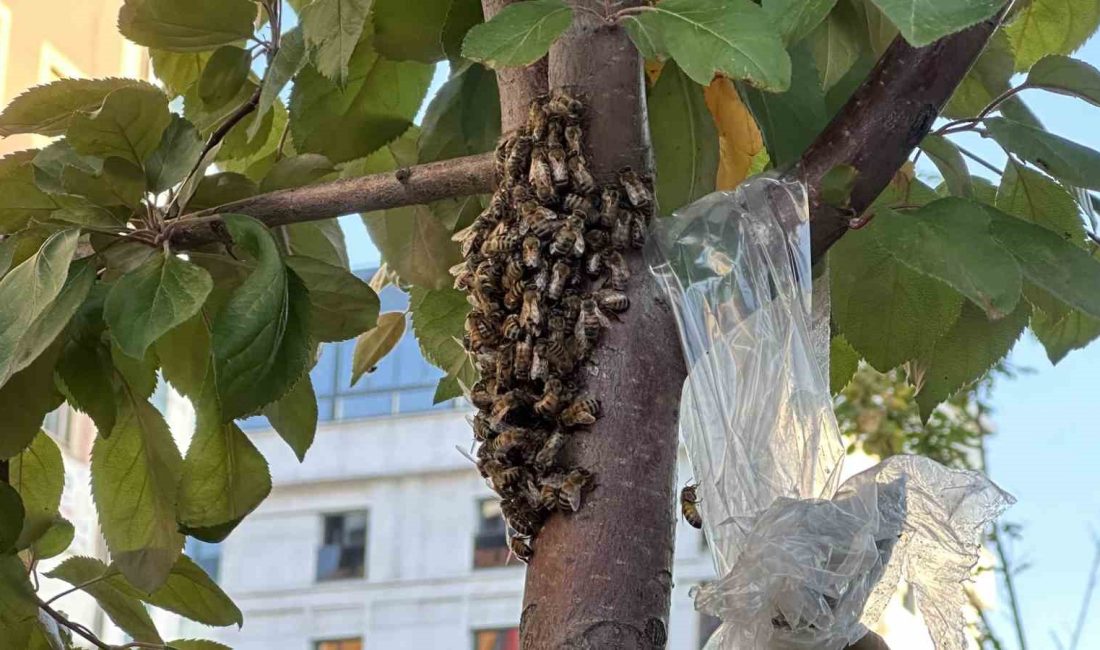 Yüzlerce bal arısı şehir merkezindeki parkı mesken tuttu Hakkari’nin Yüksekova ilçe merkezindeki bir parkı mesken tutan yüzlerce bal