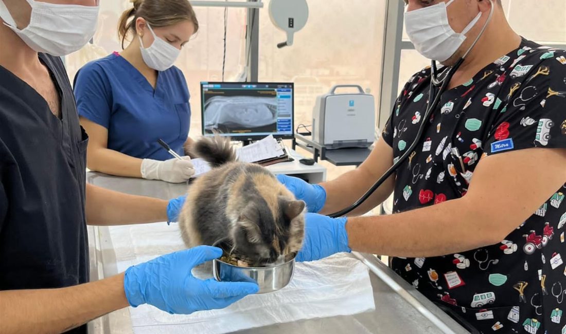 Tedavisi tamamlanan can dost doğal ortamına salındı Sokakta hasta olarak bulduğu kediyi, Balıkesir Büyükşehir Belediyesi’ne bağlı Bandırma