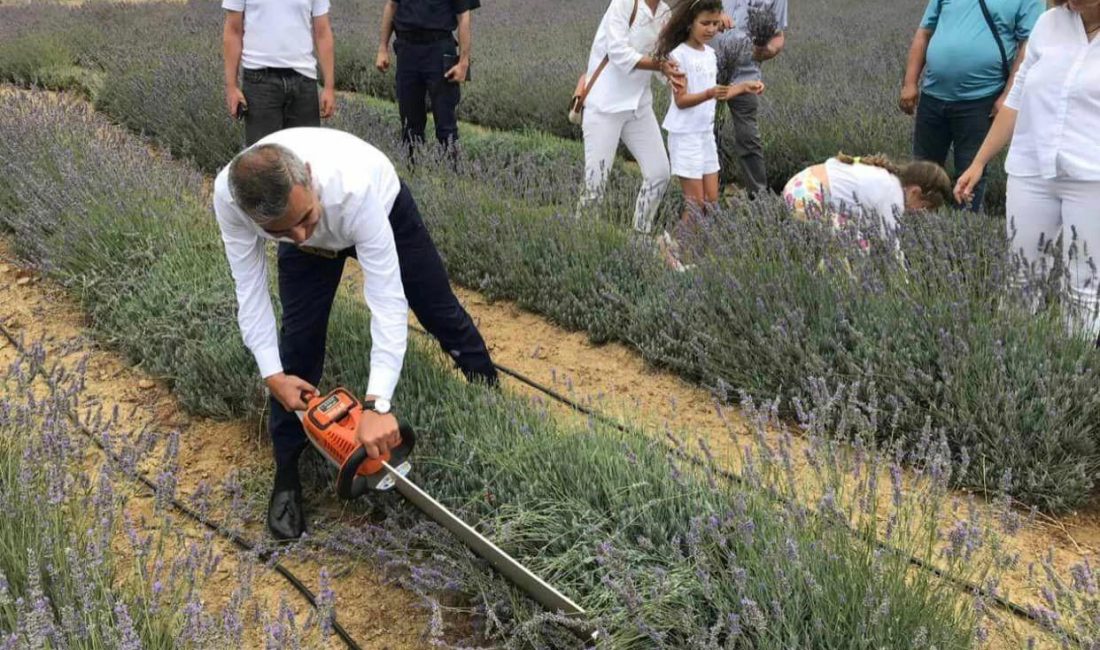 Paşalimanı Adası’nda lavanta hasadı gerçekleşti Paşalimanı Adası’nda özel bir çiftçiye ait 34 dönümlük lavanta bahçesinde