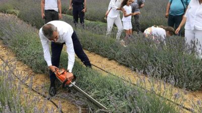 Paşalimanı Adası’nda özel bir çiftçiye ait 34 dönümlük lavanta bahçesinde