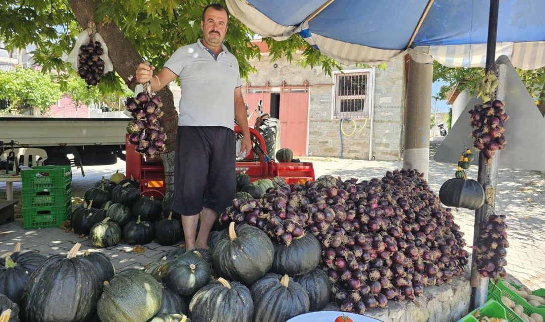 Kapıdağ mor soğanı tezgahlarda yerini aldı Erdek’te, Coğrafi İşareti bulunan ‘Kapıdağ Mor Soğanı’, temmuz ayı itibariyle