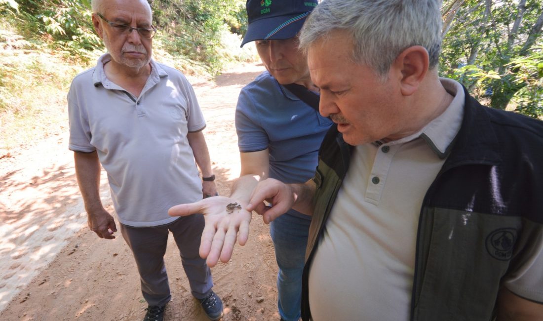Kızılkaya, Bandırma’da Kestane Gal Arısı ile mücadele çalışmalarını inceledi Kestane Gal Arısı’yla mücadele çalışmaları kapsamında saha çalışmalarını ziyaret eden