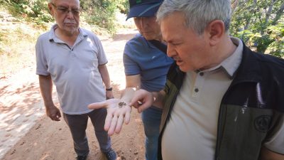 Kestane Gal Arısı’yla mücadele çalışmaları kapsamında saha çalışmalarını ziyaret eden