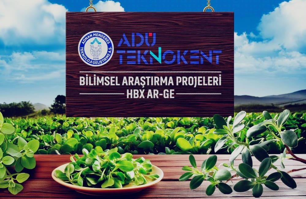Değeri bilinmeyene semizotu, sağlık dostu çıktı Aydın Adnan Menderes Üniversitesi (ADÜ) Teknokent’te faaliyetlerini sürdüren ve yaklaşık