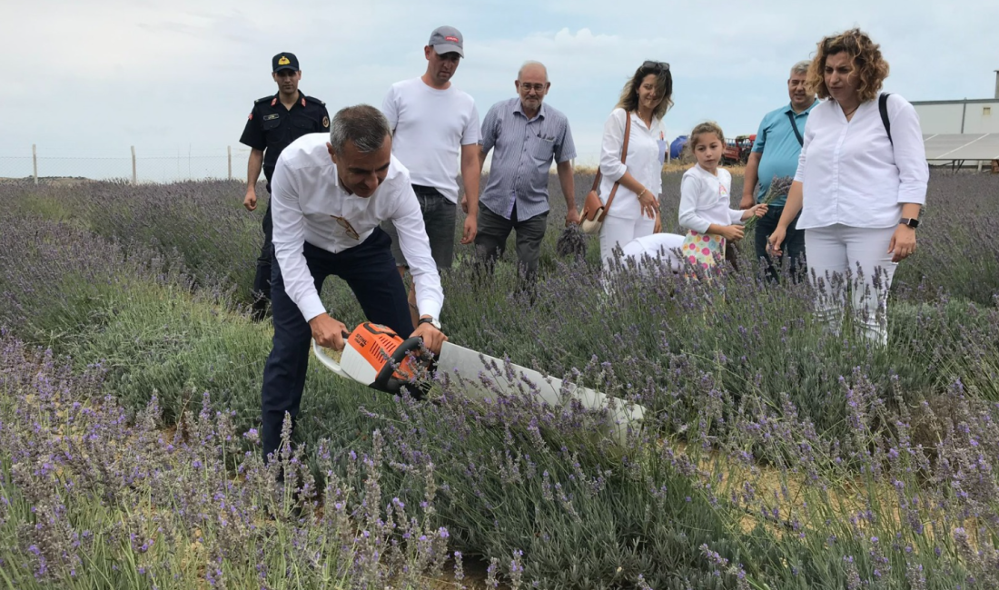 Erdek Kaymakamı Atakan Atasoy, Paşalimanı Adası Harmanlı Mahallesi’nde düzenlenen lavanta
