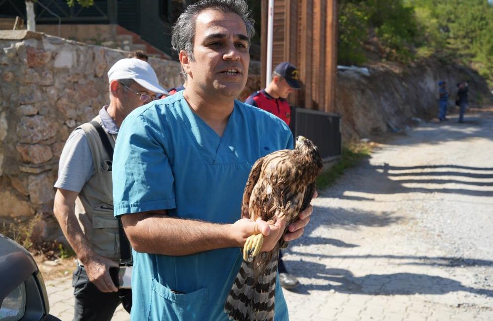 Yaralı bulunan kızıl şahin tedavisinden sonra Kazdağları’na salıverildi Yaralı ve bitkin bulunan kızıl şahin, Kazdağları Milli Parklar Şefliği’nde