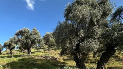 Balıkesir Vakıflar Bölge Müdürlüğü, zeytin ağaçlarının kesilmesinin söz konusu olmadığını,