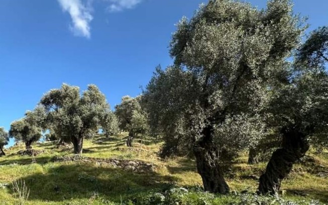 Balıkesir’de zeytinliklerin kesilmediği, taşınarak ekildiği açıklandı Balıkesir Vakıflar Bölge Müdürlüğü, zeytin ağaçlarının kesilmesinin söz konusu olmadığını,