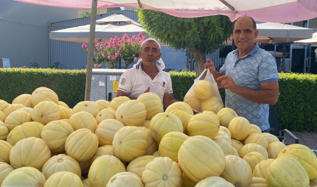 Gönen kavunu tezgahlarda Gönen’de üretilip satılan Gönen kavunu tezgahlardaki yerini aldı. Halk arasında