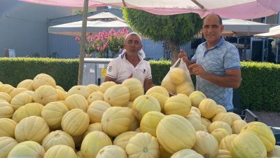 Gönen’de üretilip satılan Gönen kavunu tezgahlardaki yerini aldı. Halk arasında
