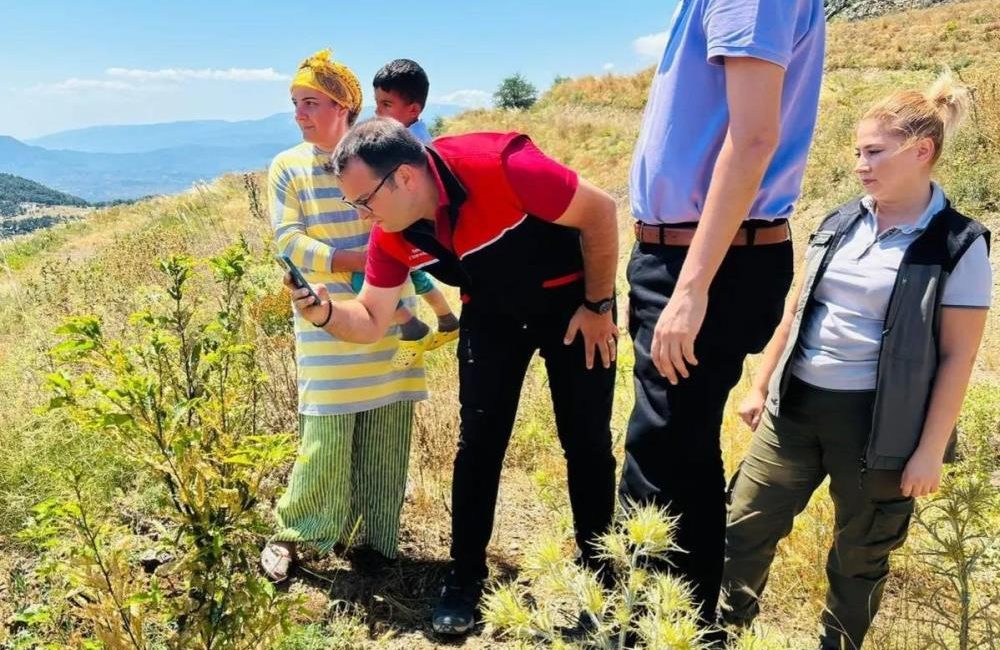 Kestane gal arısı zararlısı için tuzaklar asıldı Havran’da Fazlıca Mahallesi’nde kestane üretimi yapan çiftçilerin kestane gal arısı