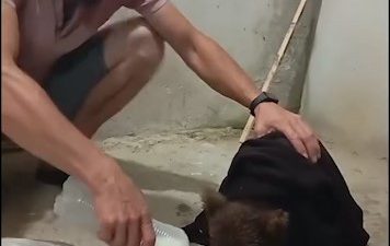 Rize’nin Ardeşen ilçesinde yaşayan Rıfat Yazıcı, önce ağaçta gördüğü yavru