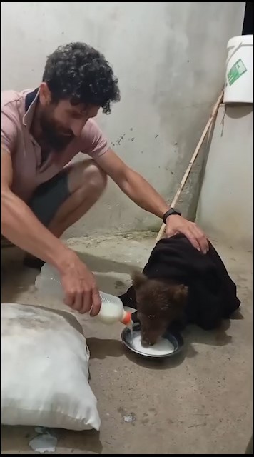 Gece yarısı kapısına gelen yavru ayıyı aç göndermedi Rize’nin Ardeşen ilçesinde yaşayan Rıfat Yazıcı, önce ağaçta gördüğü yavru