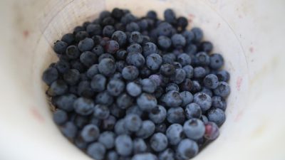 Antioksidan deposu olarak bilinen ve birçok vitamin içinde barındıran yaban