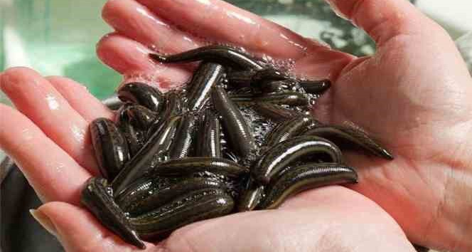 “Sülük varise iyi gelmiyor” Kalp ve Damar Cerrahisi Uzmanı Doç. Dr. Ali İhsan Tekin,