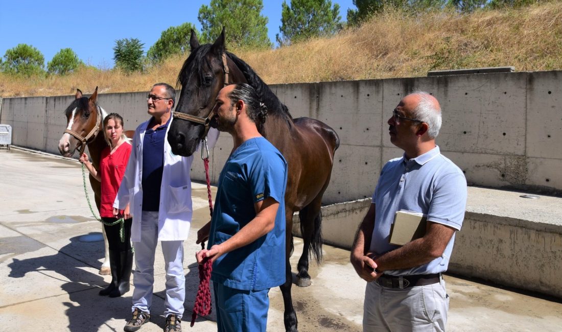 Türkiye’nin ilk tüp tayı “Balat” BAÜN’de dünyaya geldi BAÜN Hayvancılık Uygulama ve Araştırma Merkezi’nde yapılan çalışmalarla “Friesian” ırkı