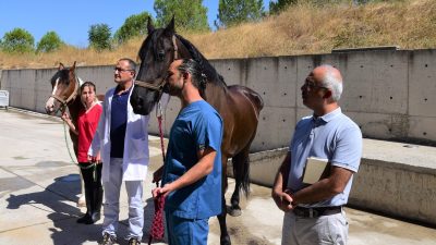 BAÜN Hayvancılık Uygulama ve Araştırma Merkezi’nde yapılan çalışmalarla “Friesian” ırkı