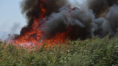 Edremit’te kuşların göç yolundaki sazlık alanda 3 ayrı noktada çıkan