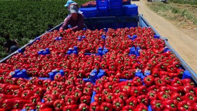 Çanakkale, 100 bin dekar arazide, yıllık 344 bin ton ‘kapya