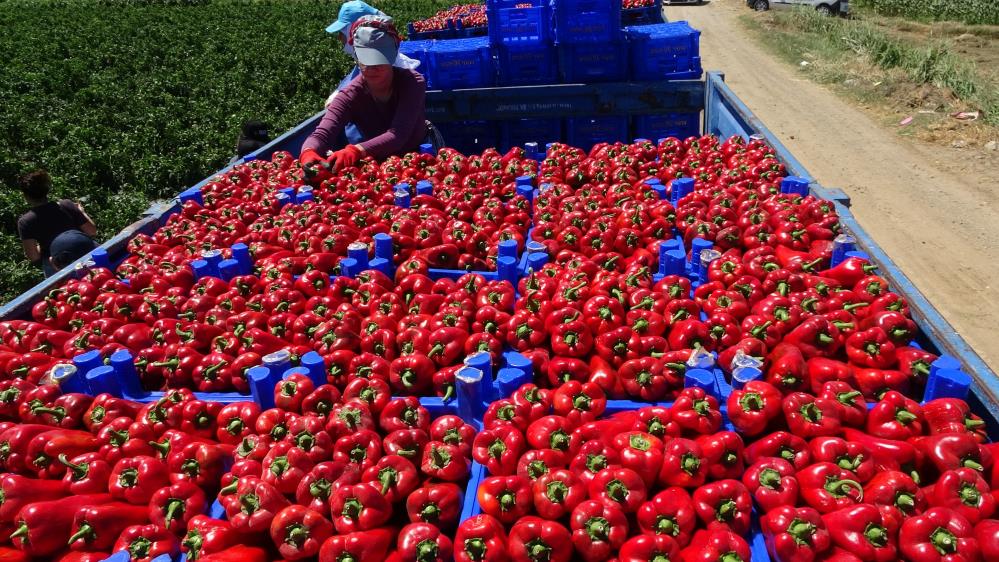 Çanakkale kapya biber üretiminde Türkiye’de birinci sırada Çanakkale, 100 bin dekar arazide, yıllık 344 bin ton ‘kapya