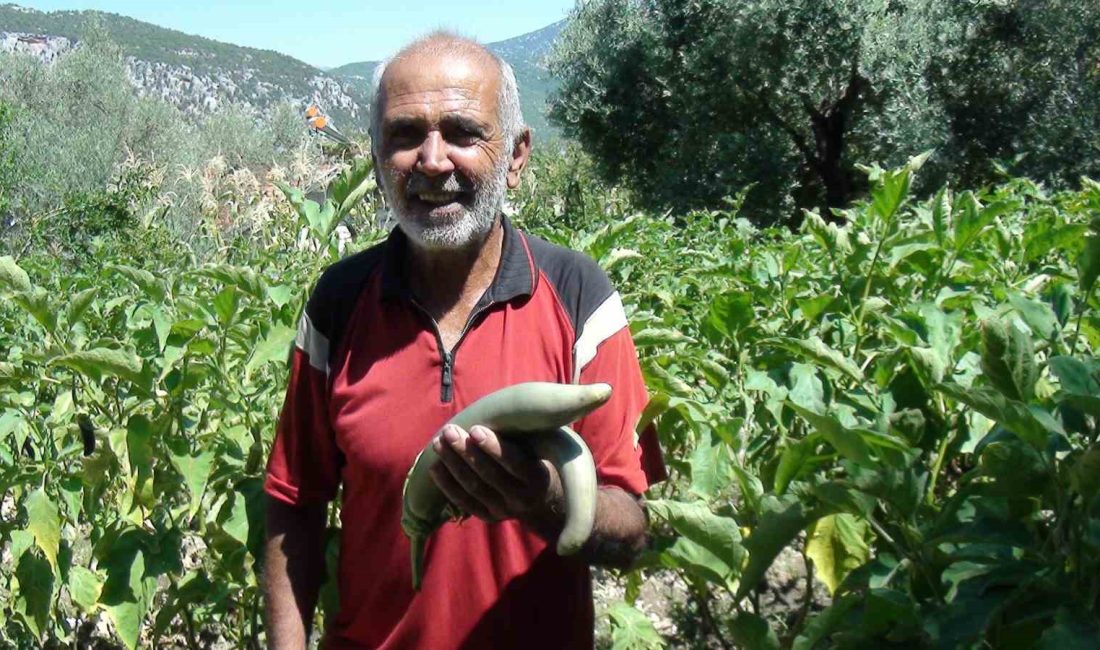Antalyalı çiftçi ata tohumlarıyla 52 santimetre boyunda patlıcan yetiştirdi Antalya’nın İbradı ilçesi Ürünlü Mahallesi’nde yaşayan 65 yaşındaki çiftçi Şendur
