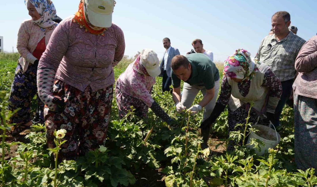 Türkiye’nin önemli bamya üretim merkezlerinden olan Balıkesir’in Gömeç ilçesinde bamya