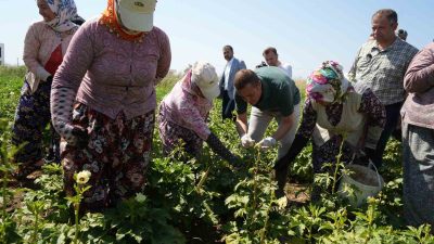 Türkiye’nin önemli bamya üretim merkezlerinden olan Balıkesir’in Gömeç ilçesinde bamya