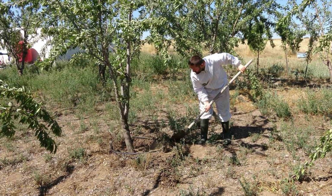 Bozkırı badem bahçesine dönüştürdü YOZGAT’TA YAŞAYAN 36 YAŞINDAKİ ÜRETİCİ FATİH MERMERTAŞ, HUBUBAT EKİLİ 15