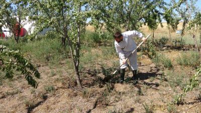 YOZGAT’TA YAŞAYAN 36 YAŞINDAKİ ÜRETİCİ FATİH MERMERTAŞ, HUBUBAT EKİLİ 15