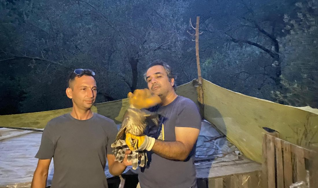 Yaralı bulunan çakır kuşları tedavileri sonrasında Kazdağları’na bırakıldı Edremit’te yaralı halde bulunarak Kazdağları Doğa Koruma ve Milli Parklar