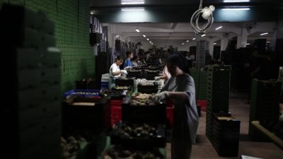 Bursa’nın bazı bölgelerinde yetişen ve dünyanın en kaliteli siyah inciri