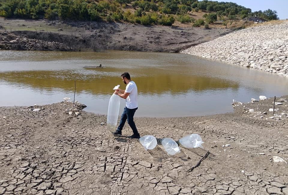Kayalar göletine 50 bin sazan balığı yavrusu salındı Balıkesir’de il genelinde bazı baraj ve göletlere Baraj ve göletlere