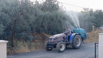 ERDEK-Bu yıl zeytin mahsulünün geçen yıla göre çok iyi olduğunu