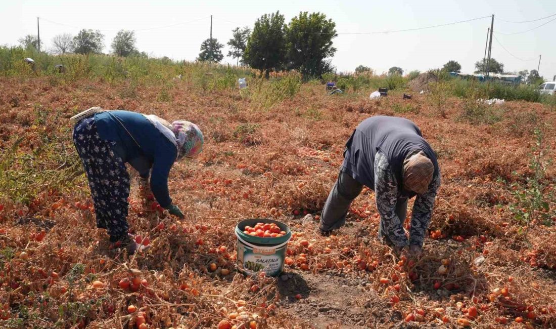 Domatesi tarlada kalan çiftçi, Büyükşehir aracılığıyla ihtiyaç sahiplerine bağışladı Artan gider maliyetleri ve bununla birlikte alıcı bulamadığı domatesini tarlada