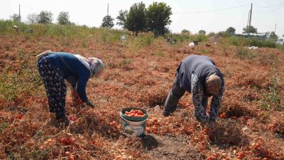 Artan gider maliyetleri ve bununla birlikte alıcı bulamadığı domatesini tarlada