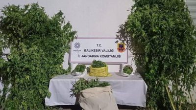 Gönen’de kamu arazisine kenevir bitkisi ektiği tespit edilen 2 şüpheli