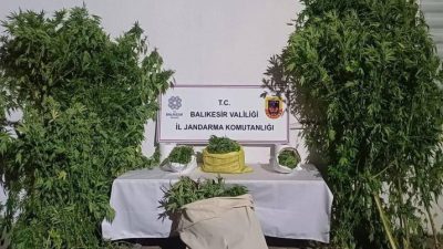Gönen’de kamu arazisine kenevir bitkisi ektiği tespit edilen 2 şüpheli