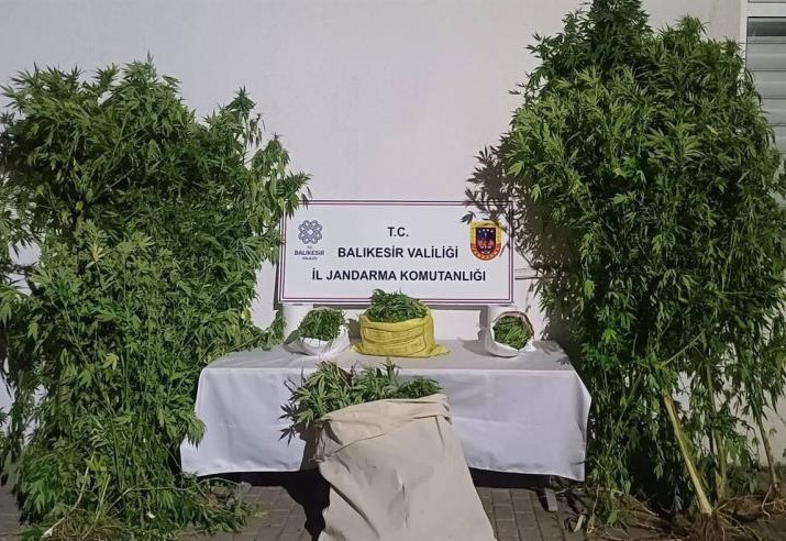 Gönen’de kamu arazisinde kenevir bitkisi yetiştiren şüpheliler yakalandı Gönen’de kamu arazisine kenevir bitkisi ektiği tespit edilen 2 şüpheli