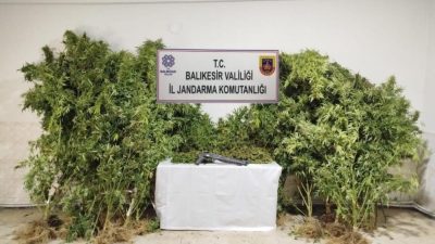 Bandırma’da kamu arazisine kenevir bitkisi ektiği tespit edilen 2 şüpheli