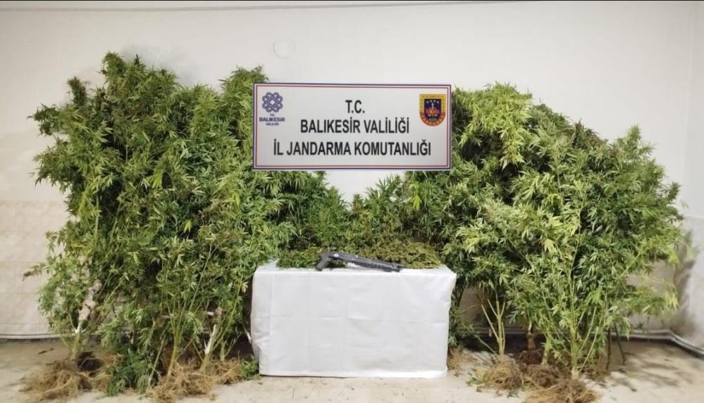 Bandırma’da kamu arazisine kenevir eken şüpheliler suçüstü yakalandı Bandırma’da kamu arazisine kenevir bitkisi ektiği tespit edilen 2 şüpheli