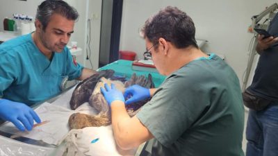 Edremit’te bir vatandaş tarafından bulunarak karakola yaralı halde getirilen kara
