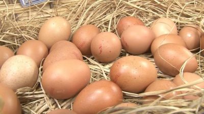 Dünyada gelişmekte olan ve gelişmiş ülkelerin başlıca temel protein kaynağının