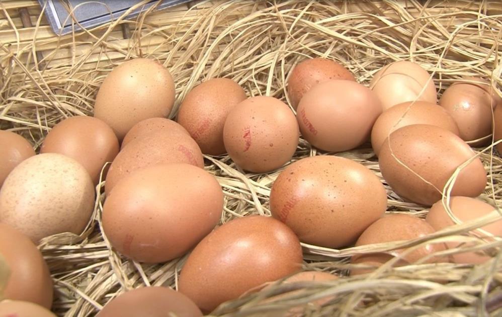 Türkiye’de kişi başına yılda 150 yumurta düşüyor Dünyada gelişmekte olan ve gelişmiş ülkelerin başlıca temel protein kaynağının