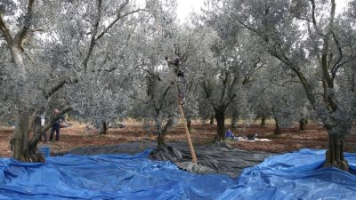 Edremit Ziraat Odası Başkanı Yılmaz Diker, zeytinin bol olması sebebiyle
