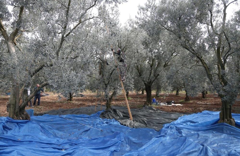Zeytin bol piyasalar beklemede… Edremit Ziraat Odası Başkanı Yılmaz Diker, zeytinin bol olması sebebiyle