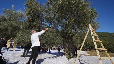 Balıkesir’in tanınmış zeytin ve zeytinyağı üretim merkezlerinden Edremit’te gerçekleşen Fest