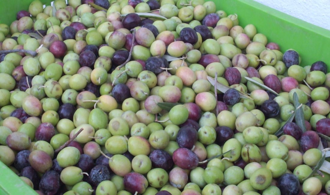 Kuraklık zeytini de vurdu Türkiye’nin önemli zeytin üretim merkezlerinden biri olan Balıkesir’in Burhaniye ilçesinde