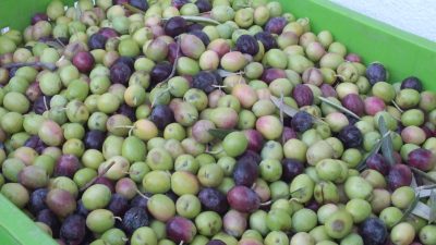 Türkiye’nin önemli zeytin üretim merkezlerinden biri olan Balıkesir’in Burhaniye ilçesinde