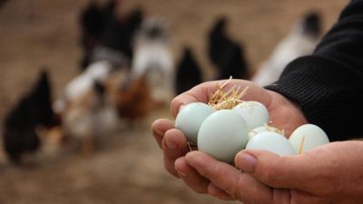 Ağustos ayında bir önceki yılın aynı ayına göre, tavuk yumurtası