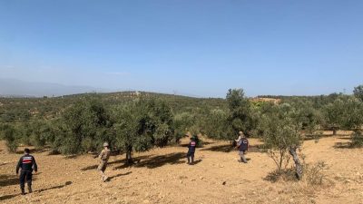 Türkiye’nin önemli zeytin üretim merkezlerinden Burhaniye’de, zeytin hasadı başlarken, hırsızlığın